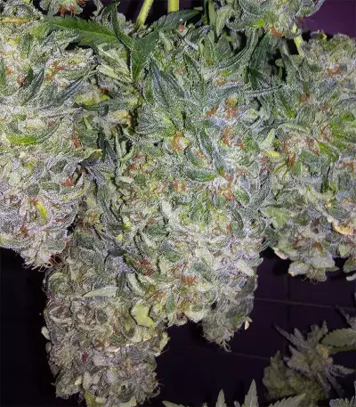 Sementes feminizadas Bruce Banner #3 (Original Sensible Seeds)