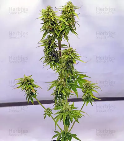 Graines de cannabis Buddha Medikit Auto CBD (Buddha Seeds)