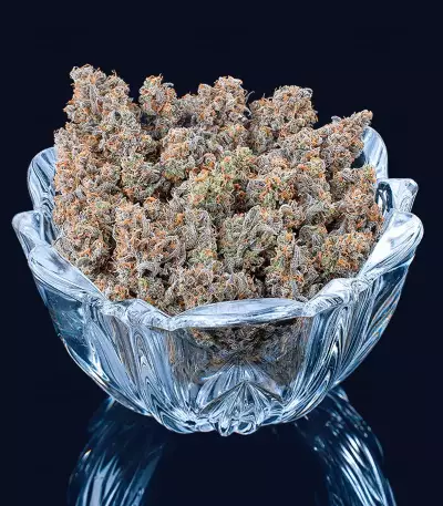 Cinderella Pineapple (Brothers Grimm Seeds)