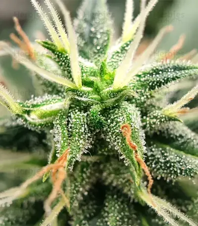 Colombian Jack Seeds