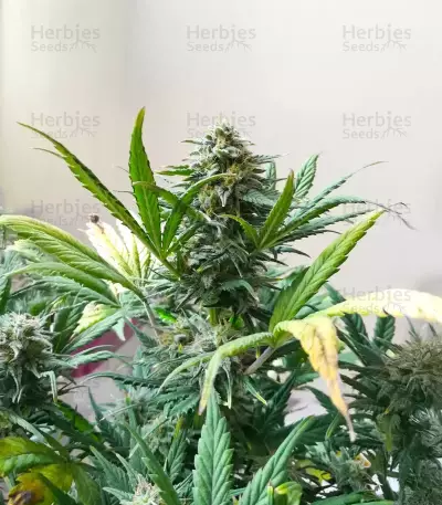 Cristal Limit feminized seeds