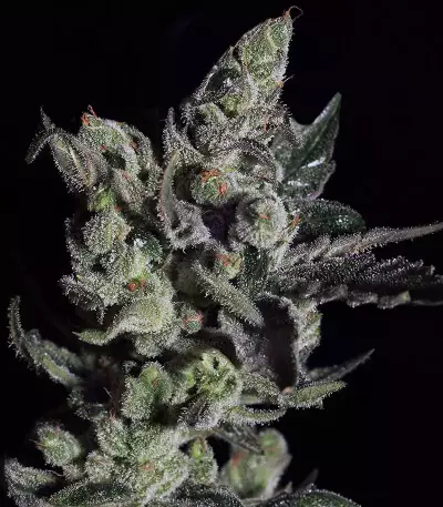 Semi femminizzati Exodus Cheese x Durban Panama