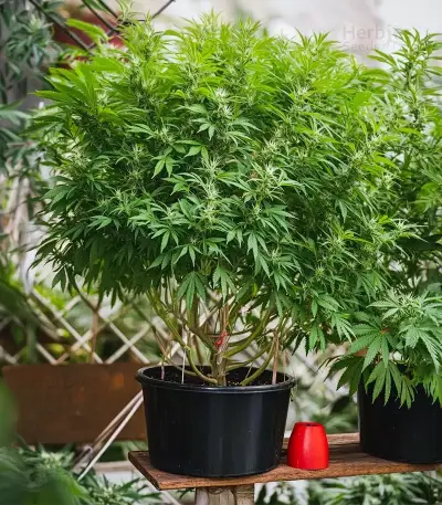 GMO Cookies Seeds