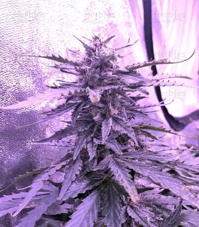 Gorilla Auto (GG#4 Original Glue Auto) (Expert Seeds)