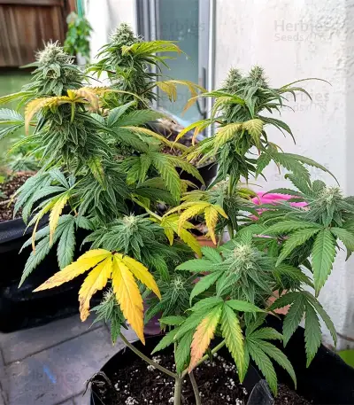 Jamaican Dream Auto Seeds