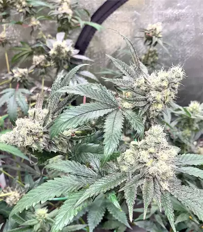 Larry OG Kush Seeds