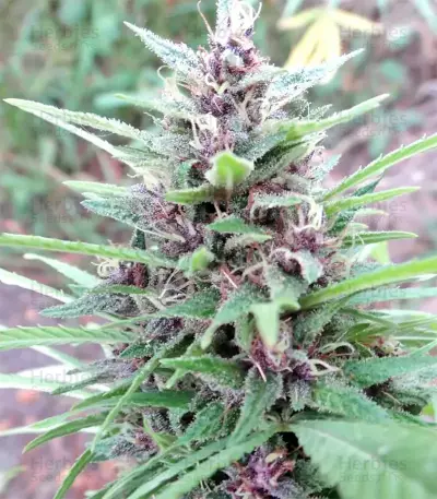 Graines de cannabis Malawi x PCK Regular (Ace Seeds)