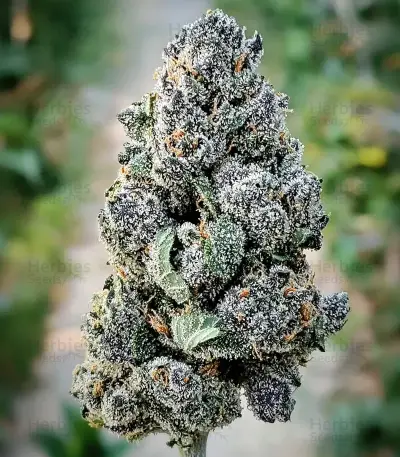 Master Yoda Auto Seeds