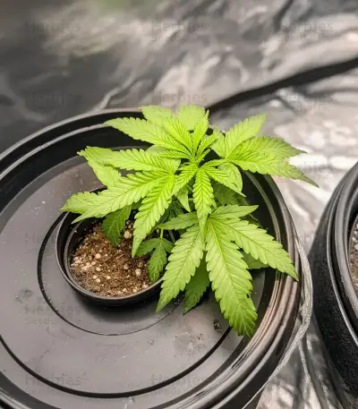 Melonade Runtz Seeds