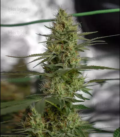 Nevil Bilbo Auto (Genehtik Seeds)