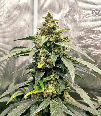Northern Auto (BlimBurn Seeds)