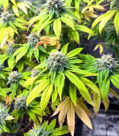 Sementes Feminizadas de Orange Cream Pop (Humboldt Seed Company)