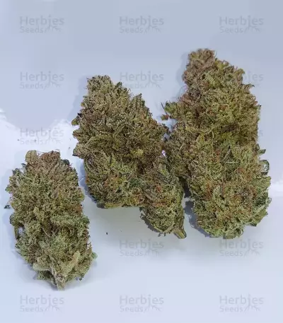 Peyote Critical (Barney's Farm) Cannabis-Samen