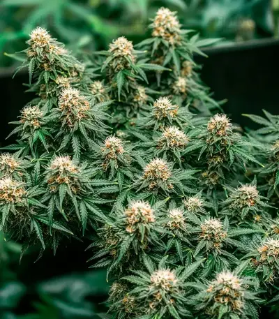 Russian Fuel Auto Seeds