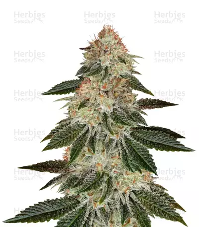 Graines de cannabis Stardawg (Blackskull Seeds)