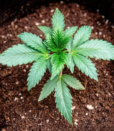 Sweet Cherry Kush Seeds