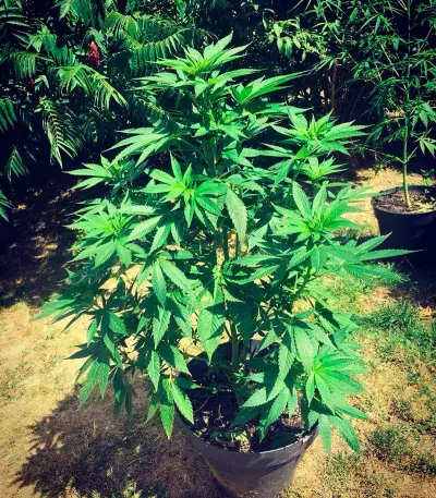 Sumo's OG Kush Seeds