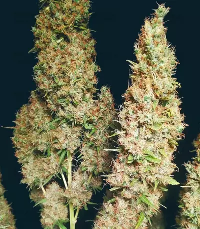 Semi Femminizzati Wedding Glue Auto (Seedstockers)