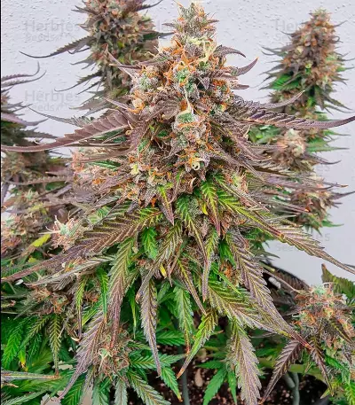 Do-Si-Dos Autoflower (Herbies Seeds)