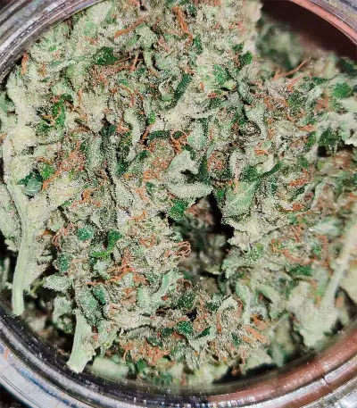 Green Crack Autoflower (Herbies Seeds)