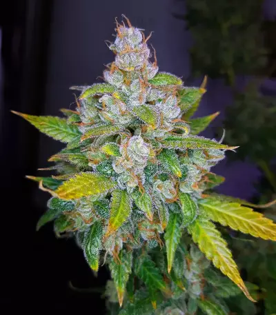 Auto Lemon Kix strain