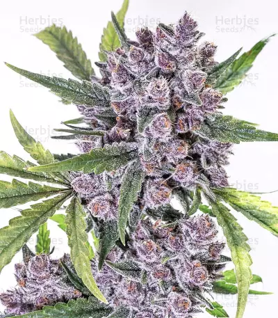 Auto Purple Gorilla Seeds