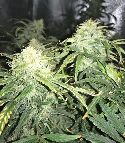 Auto Purple Gorilla Seeds