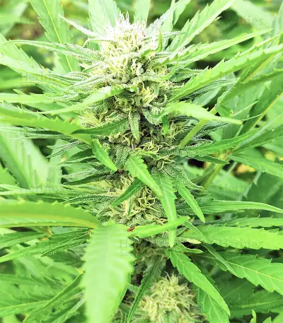 BCN Critical XXL