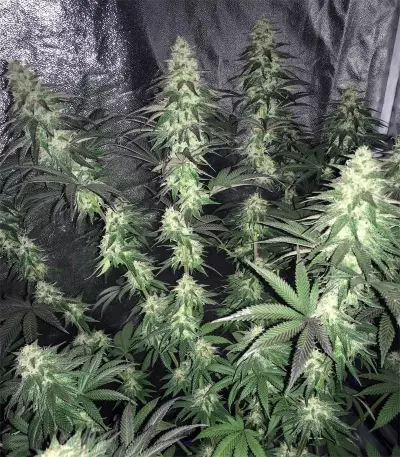 Berry Bomb feminized seeds