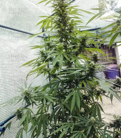 Blue Cindy feminized seeds