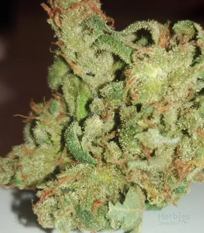 Blue Dream CBD strain