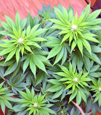 Blueberry Gum strain
