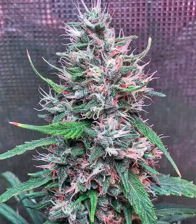 Bruce Banner #3 Seeds (Big Head Seeds)