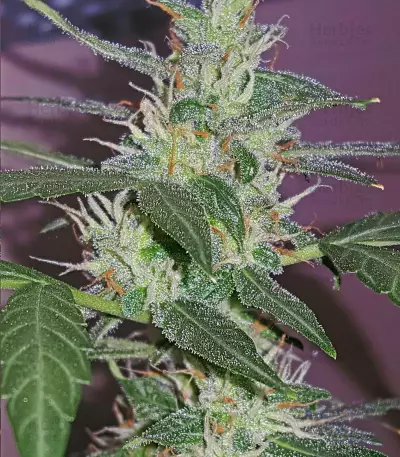 Graines de cannabis Buddha Red Dwarf Auto regular (Buddha Seeds)