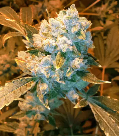 Graines de cannabis Cannalope Kush (DNA Genetics)