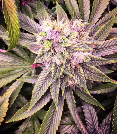Graines de cannabis Chem Berry D regular (Dark Horse Genetics)