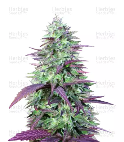 Buy China Yunnan feminized seeds