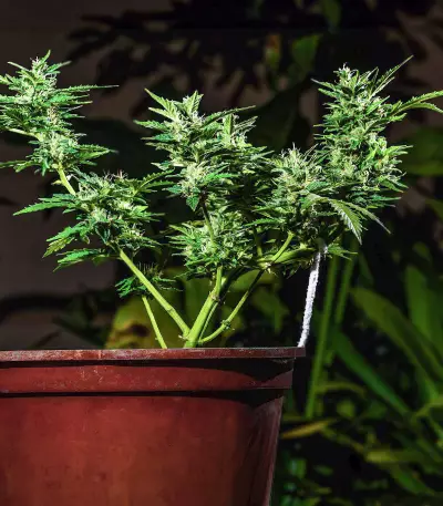 Graines féminisées de Choco Thai Auto (Herbies Seeds)