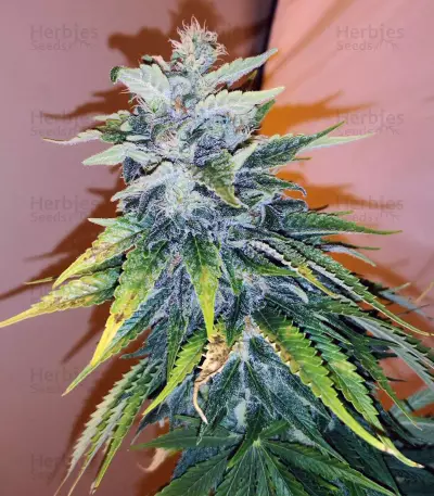Cluster Bomb Seeds