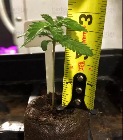Critical Mass Seeds (Mr. Nice Seedbank)