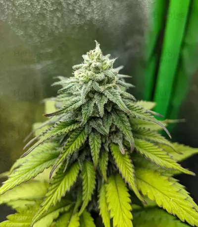Semi femminizzati Critical Super Silver Haze