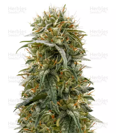 Graines de cannabis Durban-Thai x C99 (Brothers Grimm Seeds)