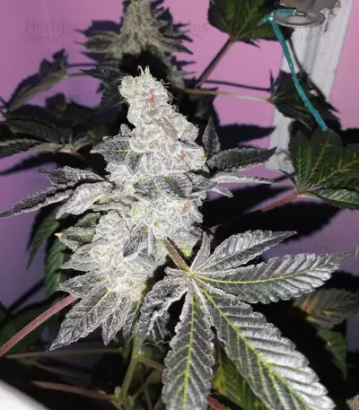 Girl Scout Cookies Seeds (Blimburn Seeds)