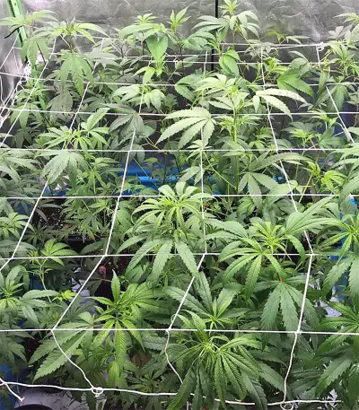 Graines de cannabis Green Haze x Malawi Regular (Ace Seeds)