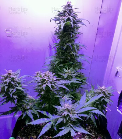 Heisenberg Special Auto Seeds