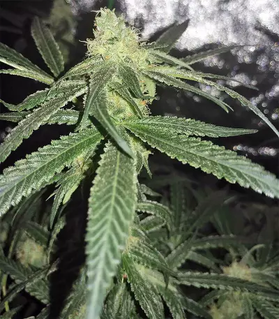 King Kong Seeds