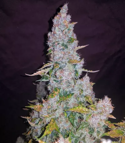 Kosher Dawg (DNA Genetics)