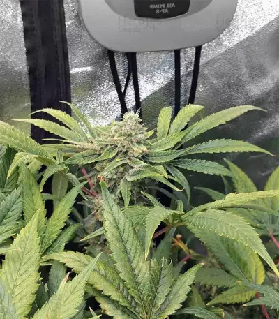 Kosher Sorbet (DNA Genetics)