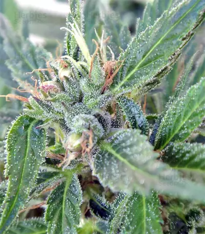 Lebanese Regular strain