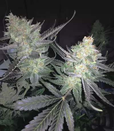 Melon Gum Seeds